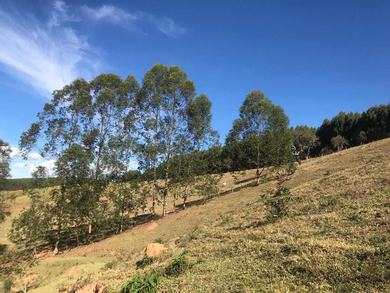 Sítio, 3 quartos, 16 hectares - Foto 10