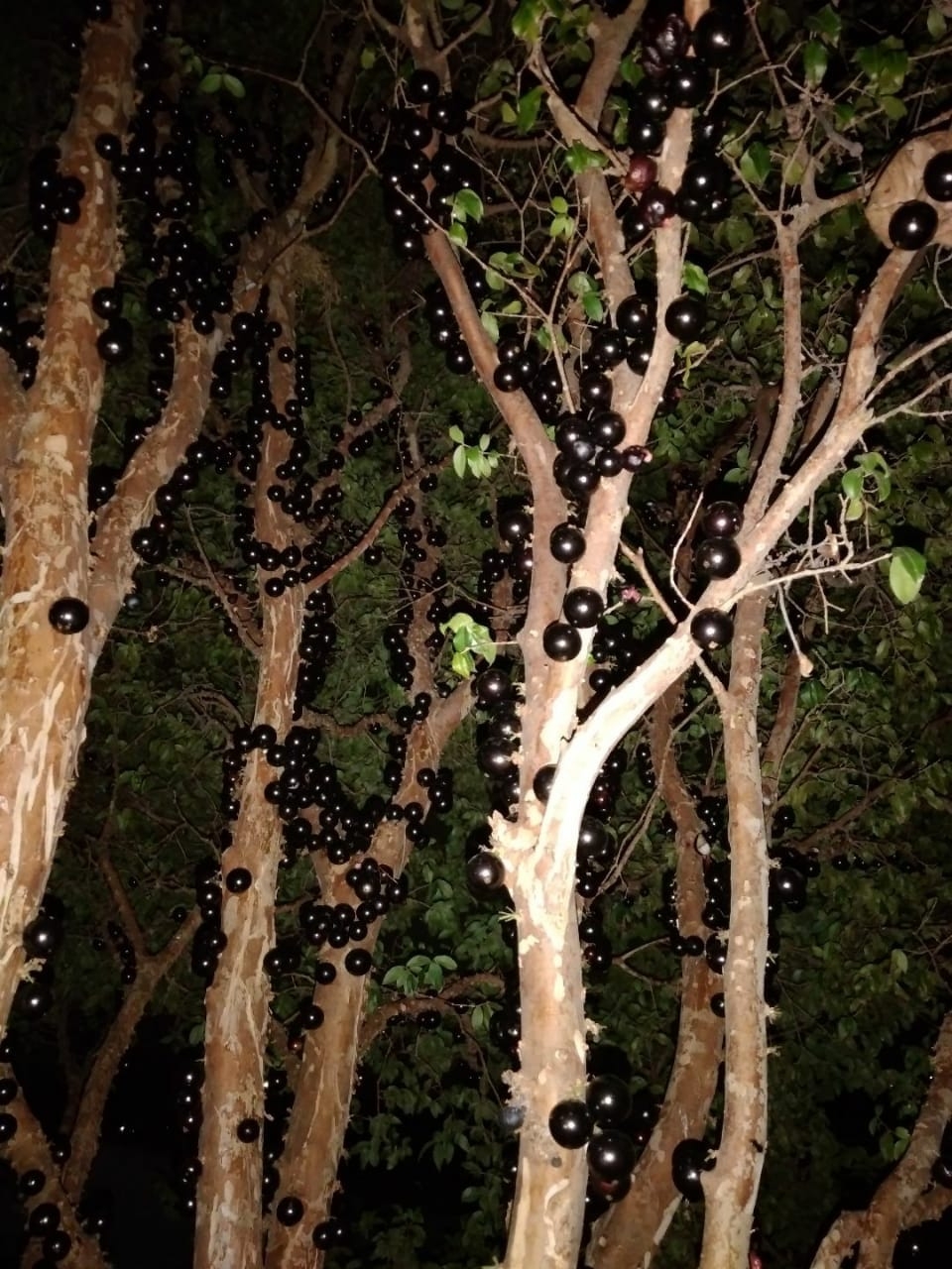 Chácara, 3 quartos, 650 m² - Foto 11