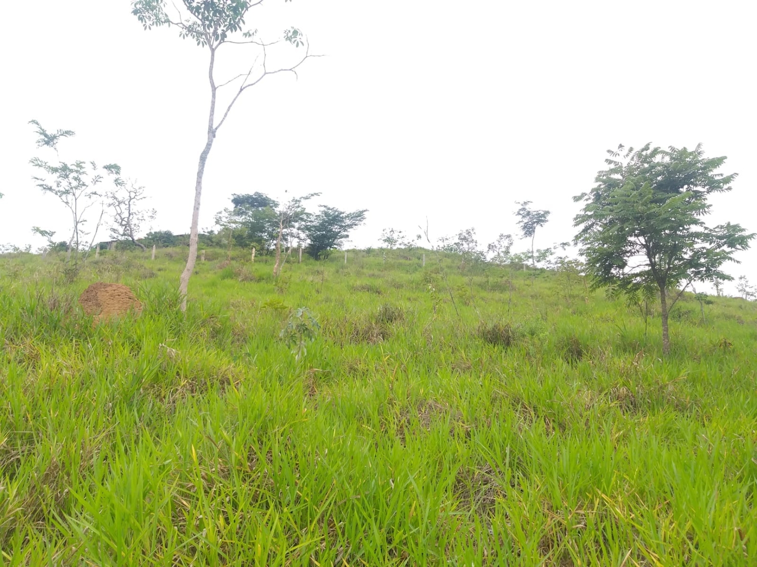 Chácara, 2 quartos, 6000 m² - Foto 5