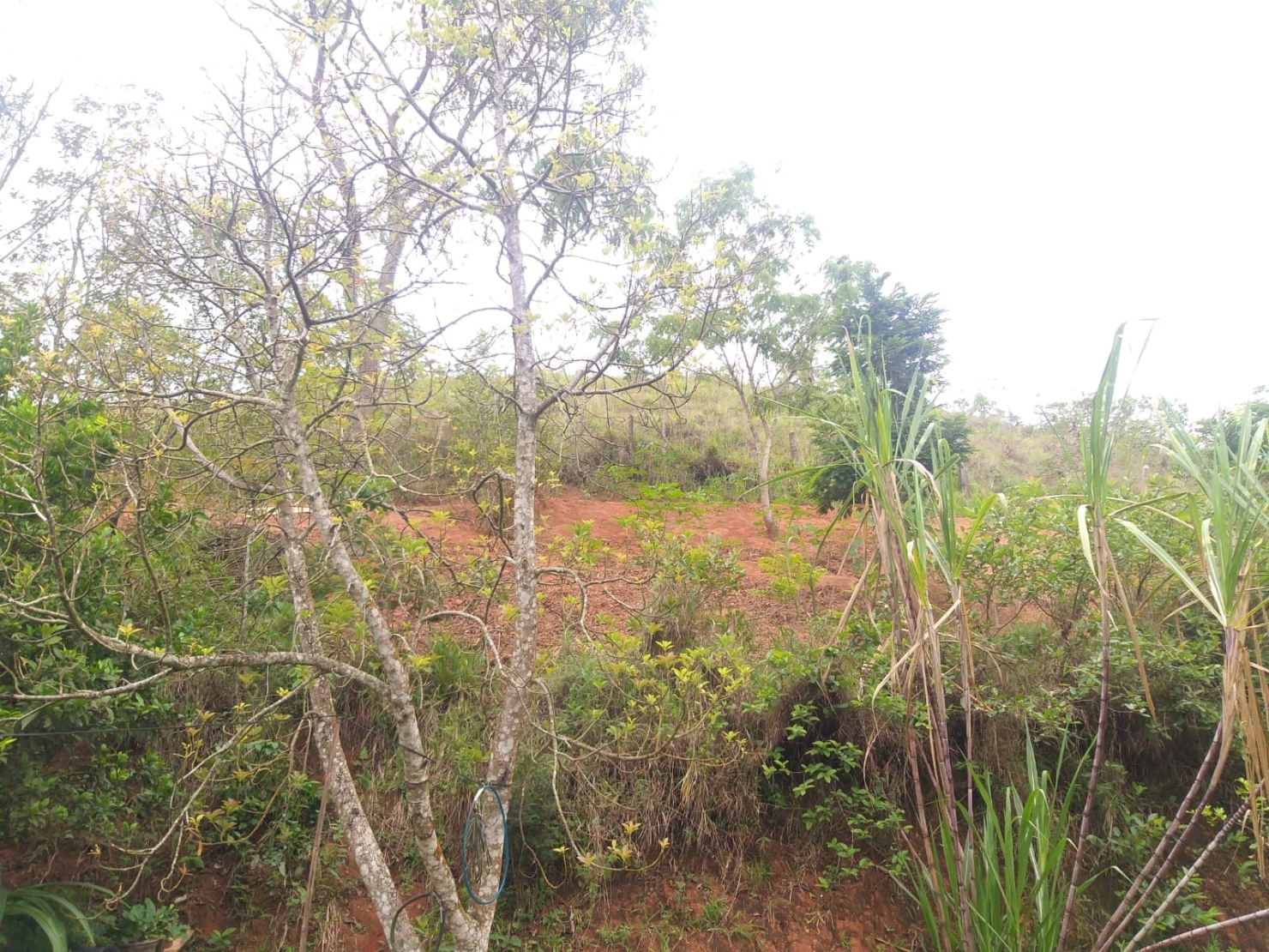 Chácara, 2 quartos, 6000 m² - Foto 8