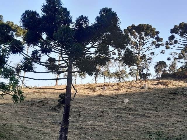 Terreno, 17 hectares - Foto 15