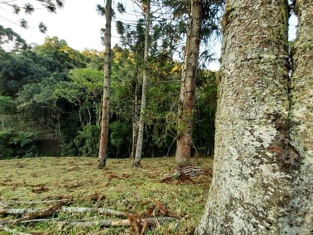 Terreno, 17 hectares - Foto 18