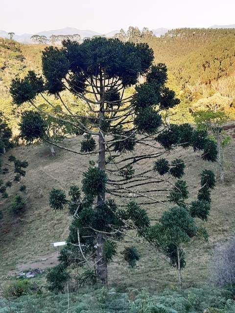 Terreno, 17 hectares - Foto 22