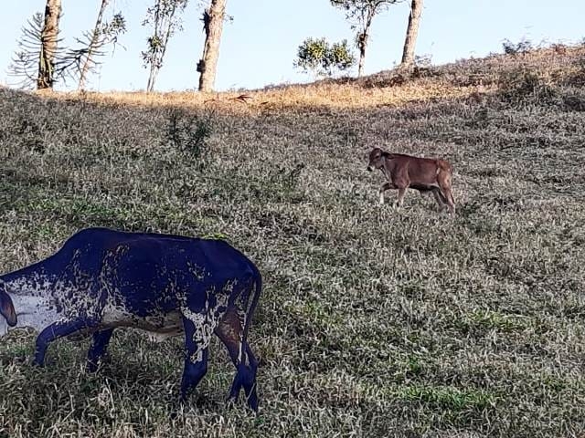 Terreno, 17 hectares - Foto 25