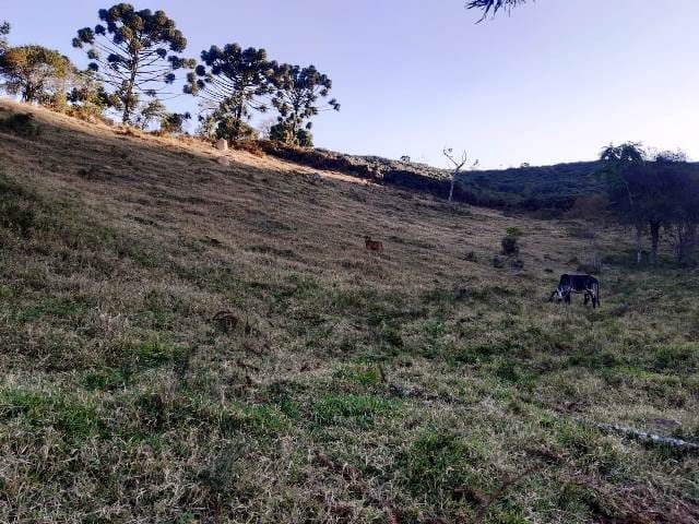 Terreno, 17 hectares - Foto 26