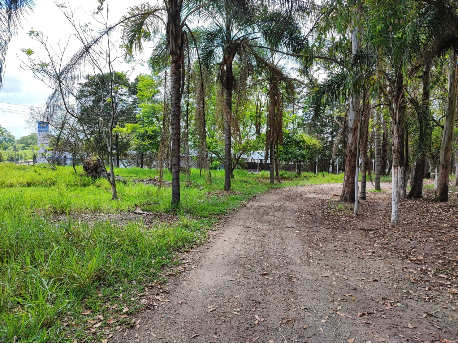 Terreno, 4 hectares - Foto 3