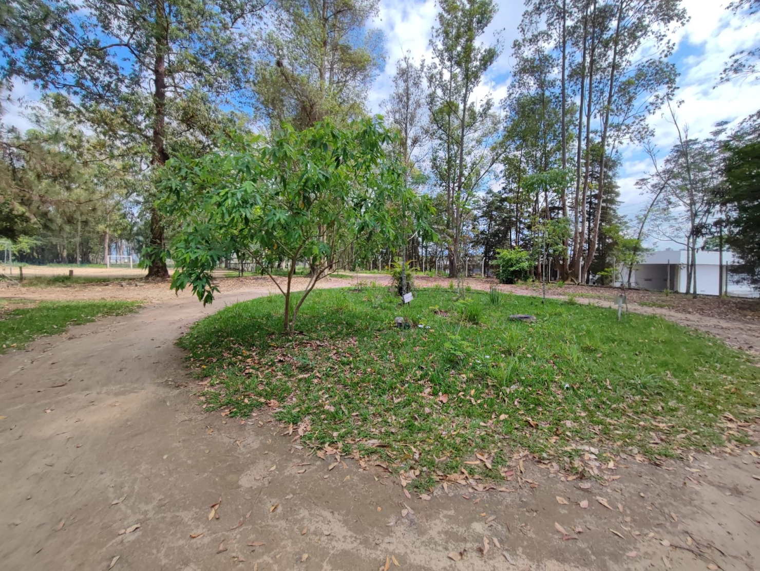 Terreno, 4 hectares - Foto 12