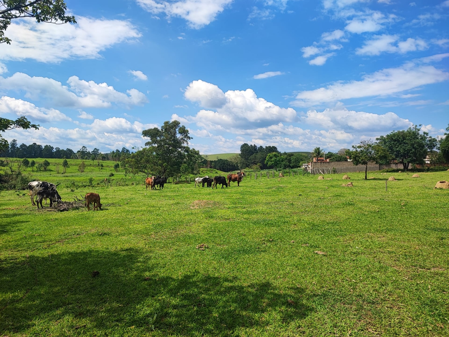 Terreno, 4 hectares - Foto 14