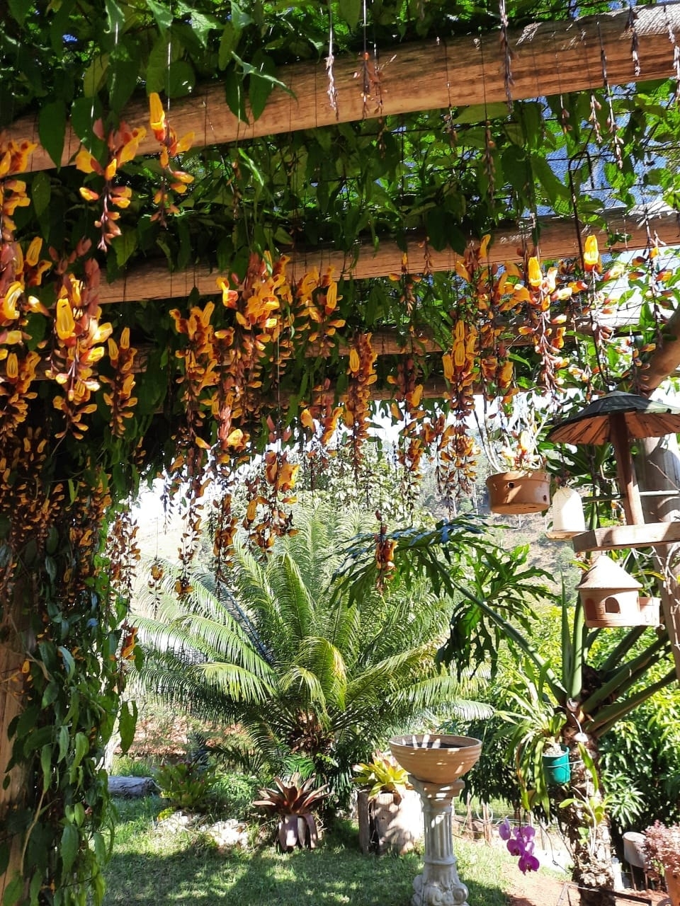 Chácara, 2 quartos, 1 hectares - Foto 17