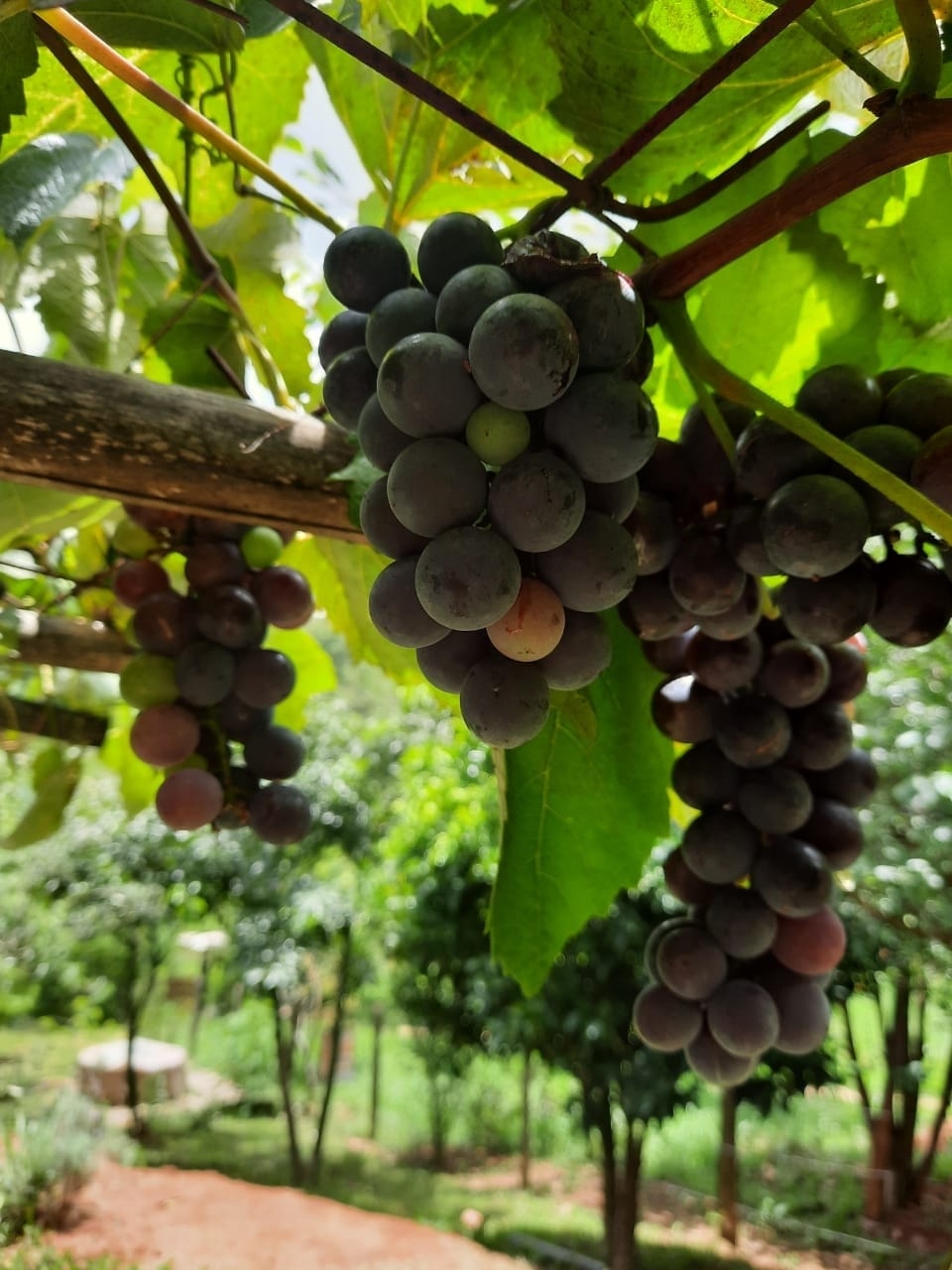 Chácara, 2 quartos, 1 hectares - Foto 24