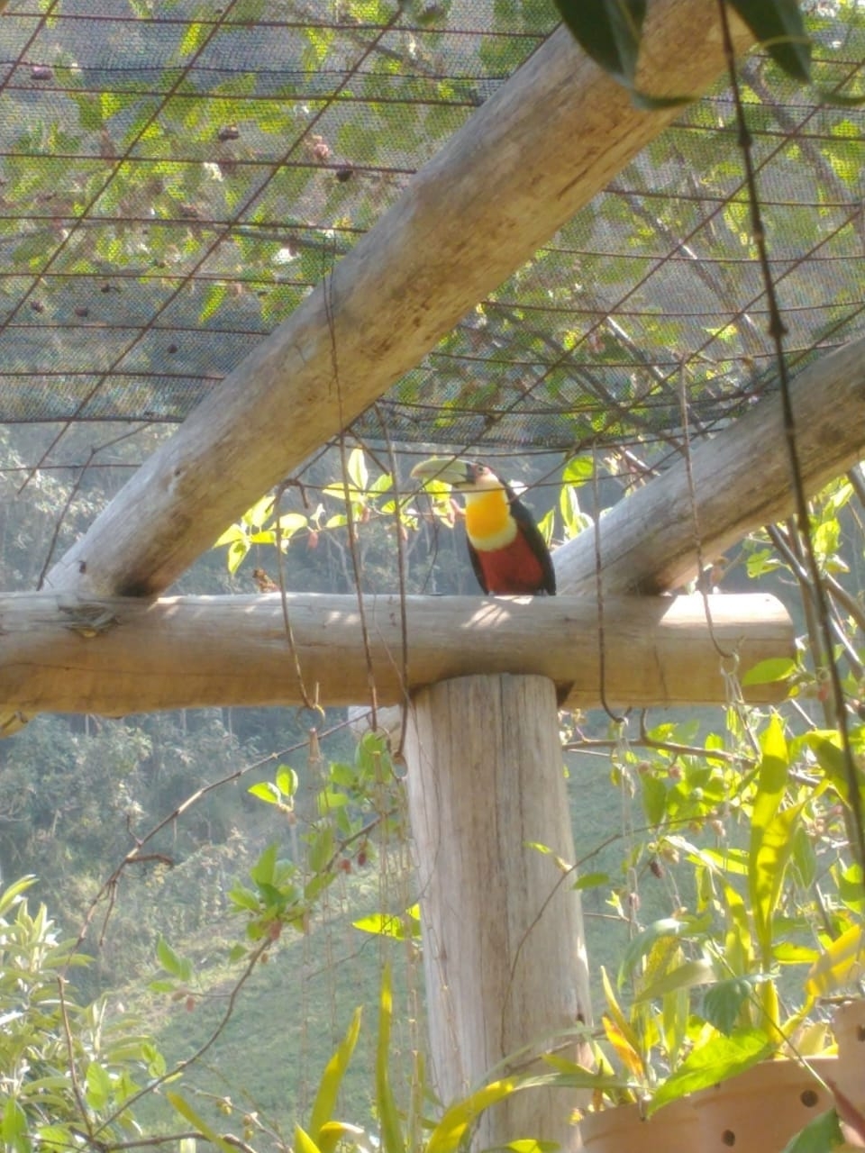 Chácara, 2 quartos, 1 hectares - Foto 26