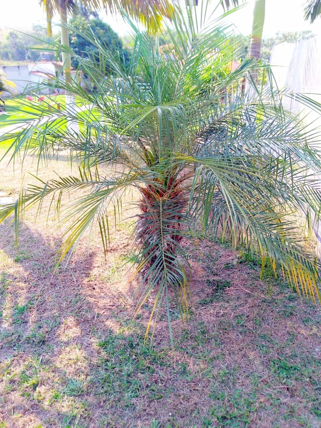 Chácara à venda com 5 quartos, 5000m² - Foto 10