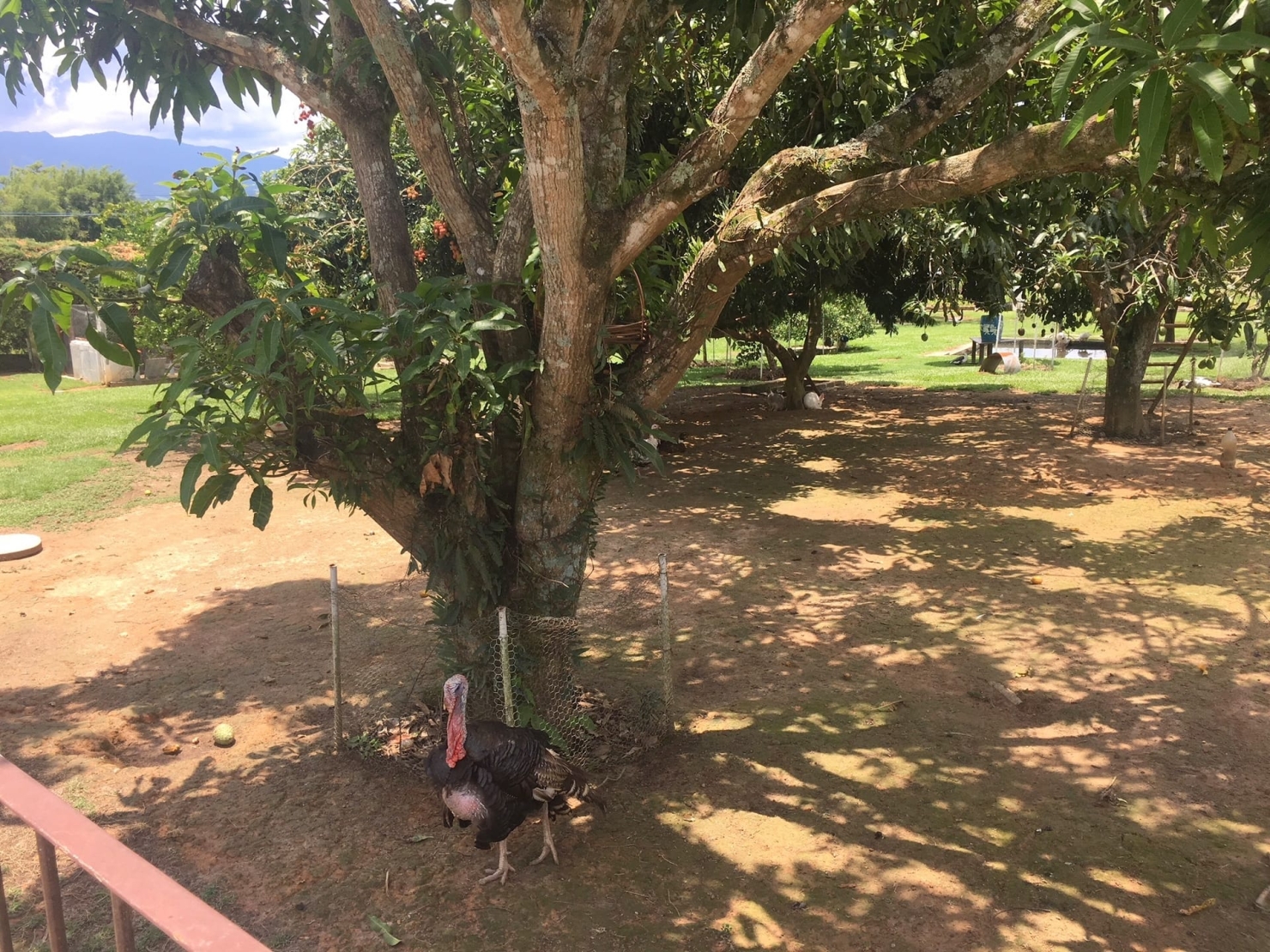 Sítio, 3 quartos, 1 hectares - Foto 40