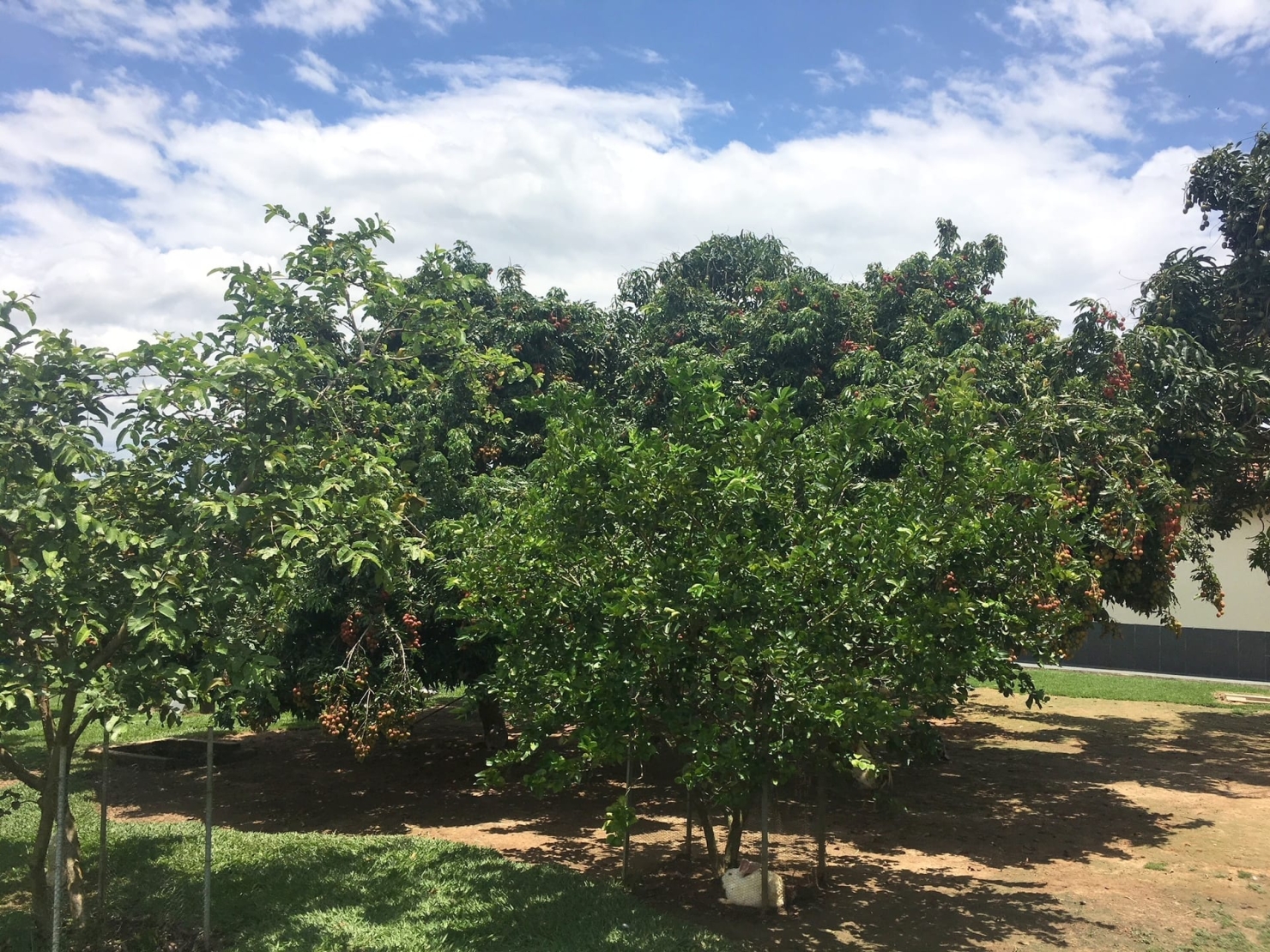 Sítio, 3 quartos, 1 hectares - Foto 46