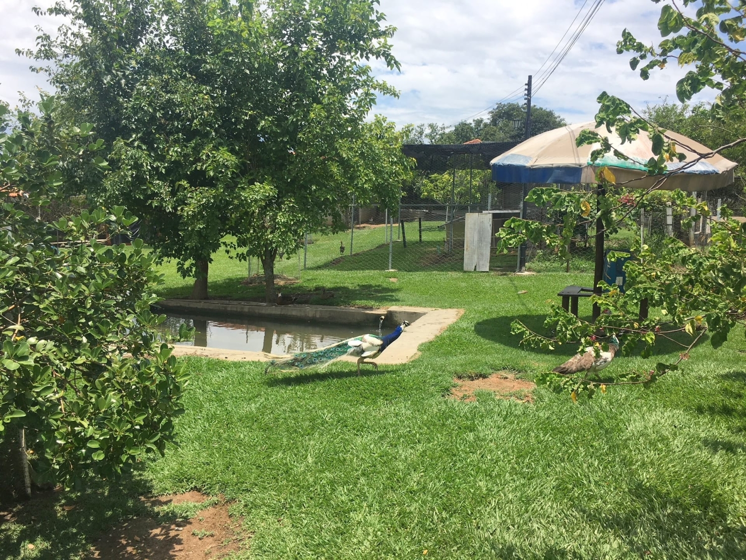 Sítio, 3 quartos, 1 hectares - Foto 49