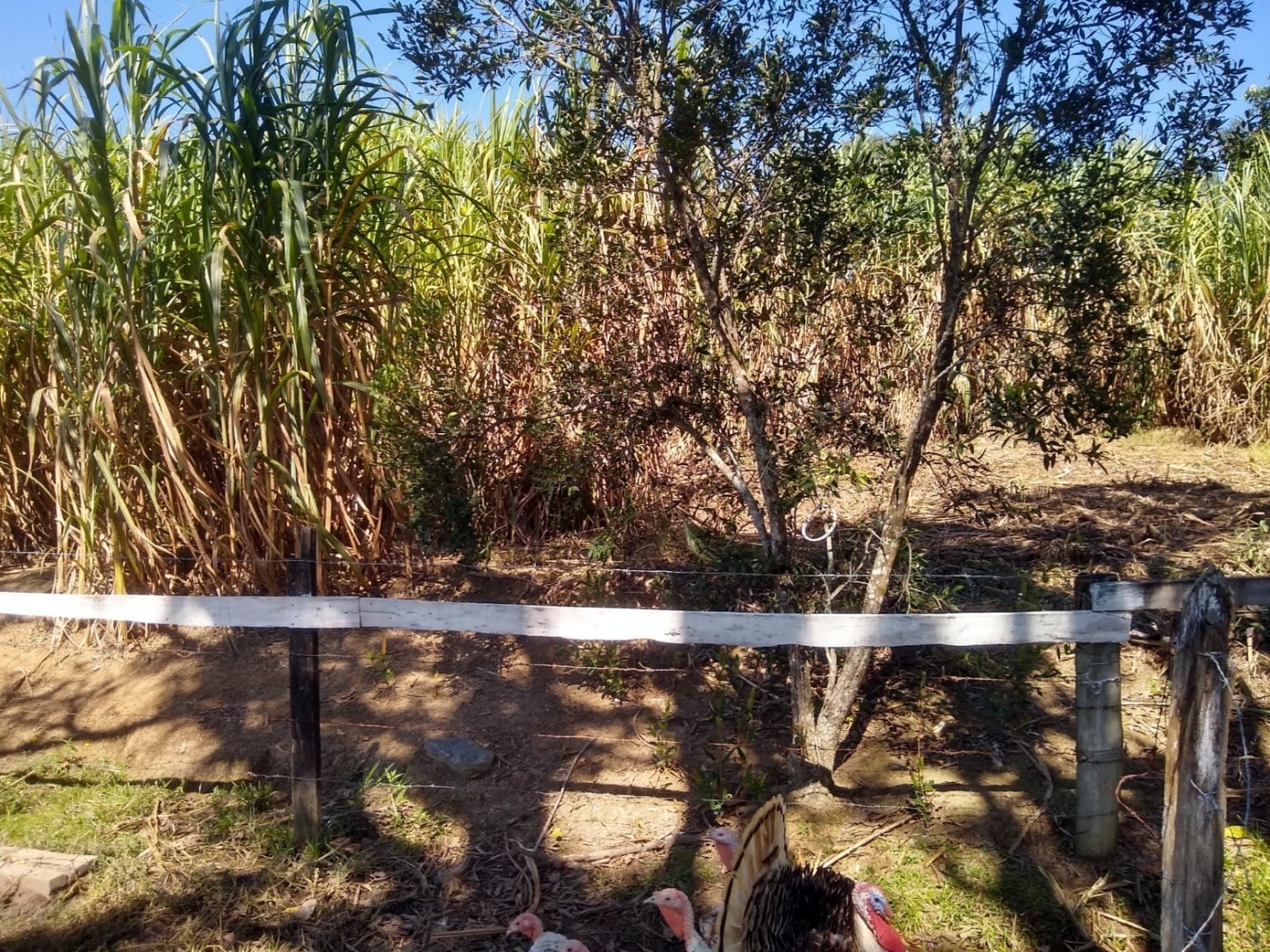 Chácara, 3 quartos, 1 hectares - Foto 39