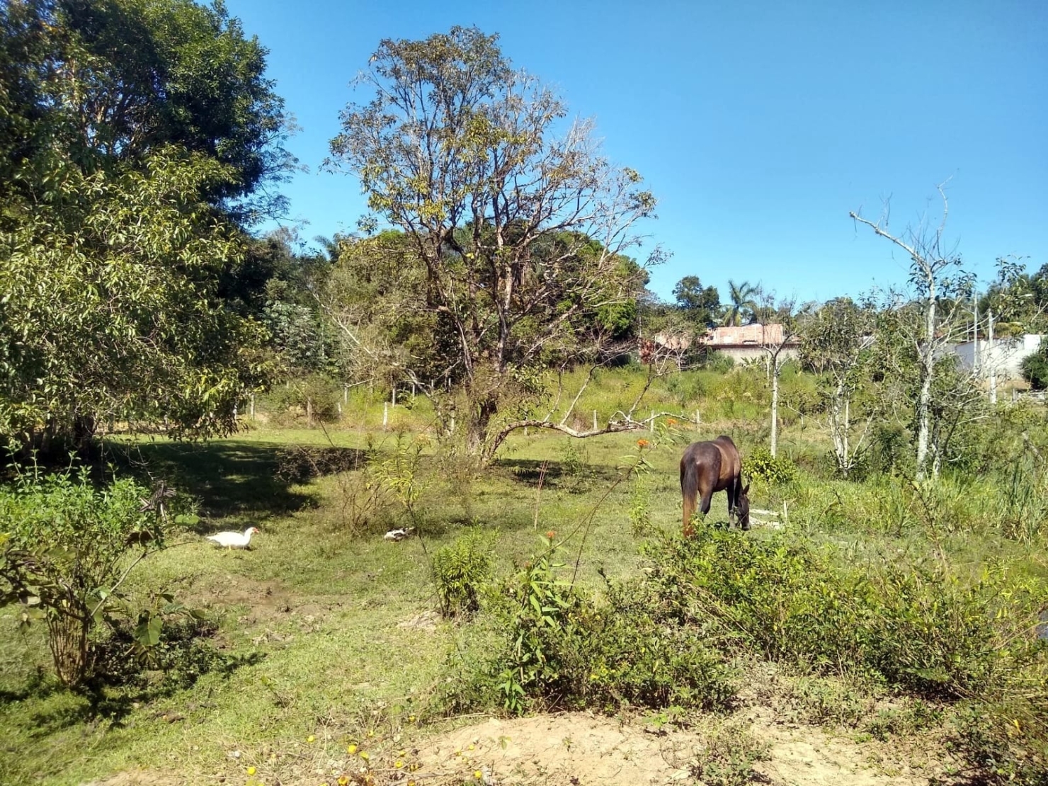 Chácara, 3 quartos, 1 hectares - Foto 48