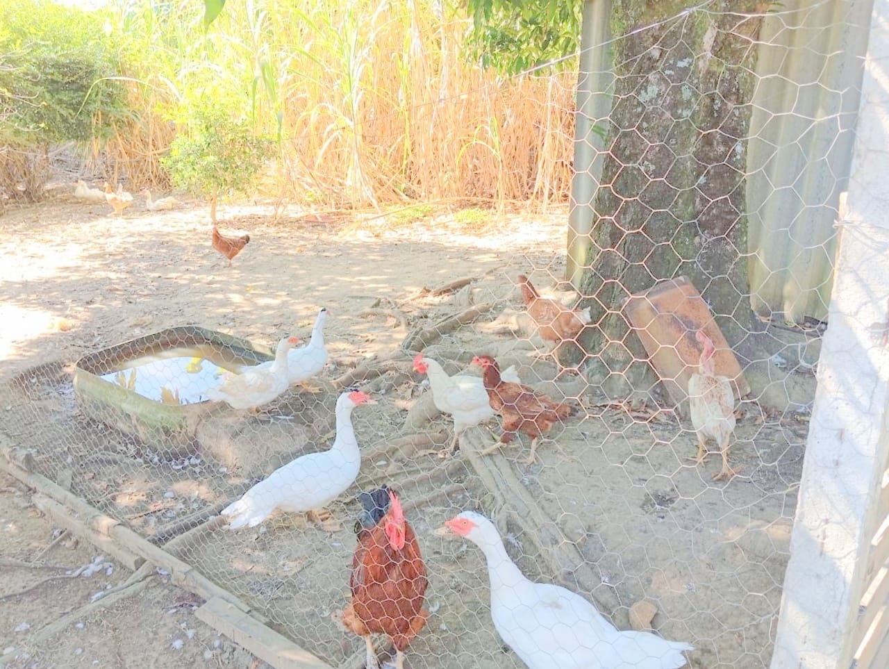 Sítio, 10 quartos, 4000 m² - Foto 23