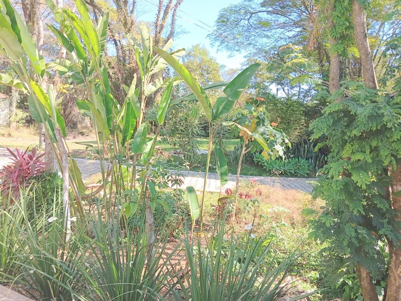 Sítio, 10 quartos, 4000 m² - Foto 37