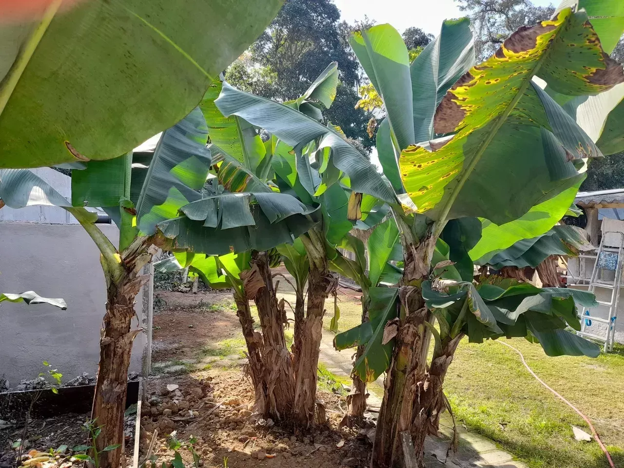 Chácara, 3 quartos, 770 m² - Foto 7