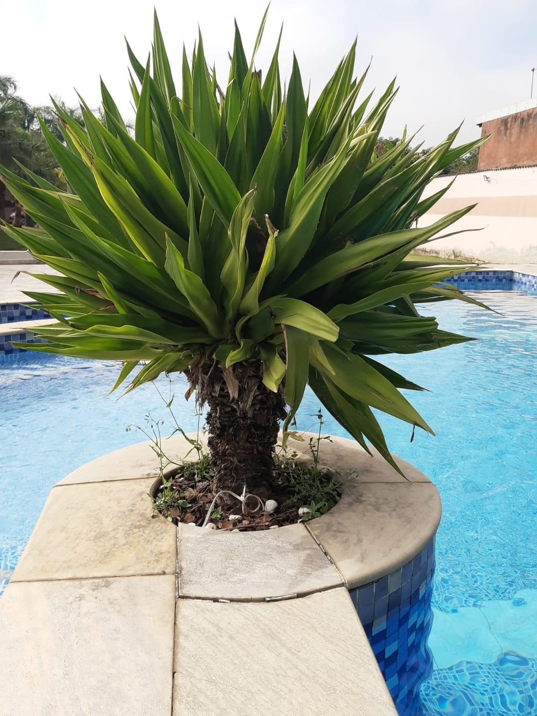 Chácara, 5 quartos, 550 m² - Foto 20