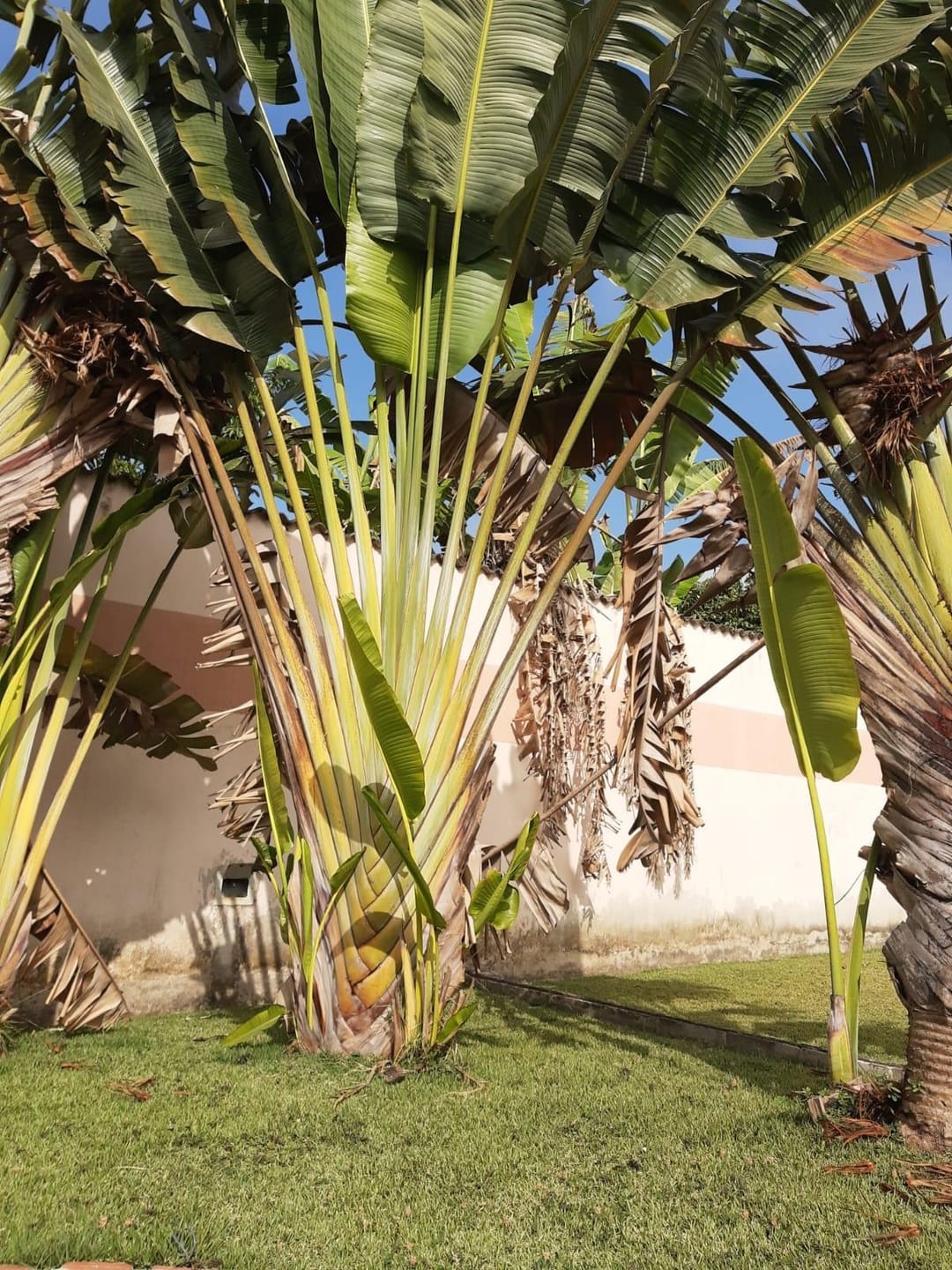 Chácara, 5 quartos, 550 m² - Foto 29