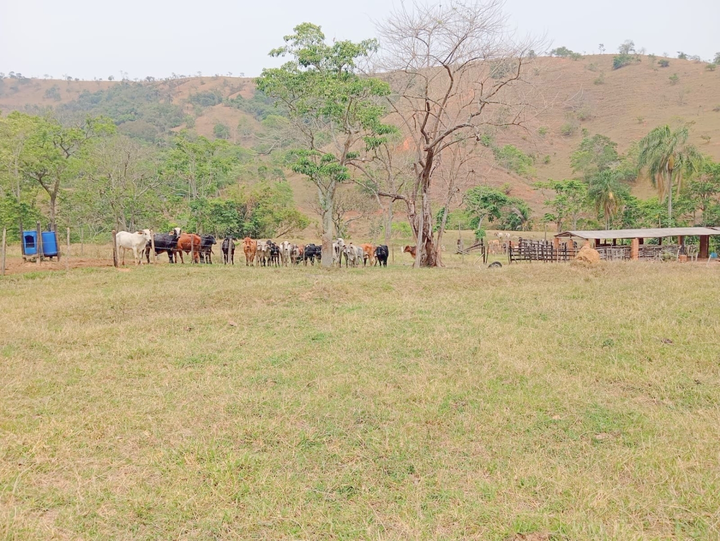 Fazenda-Sítio-Chácara, 135520 hectares - Foto 2