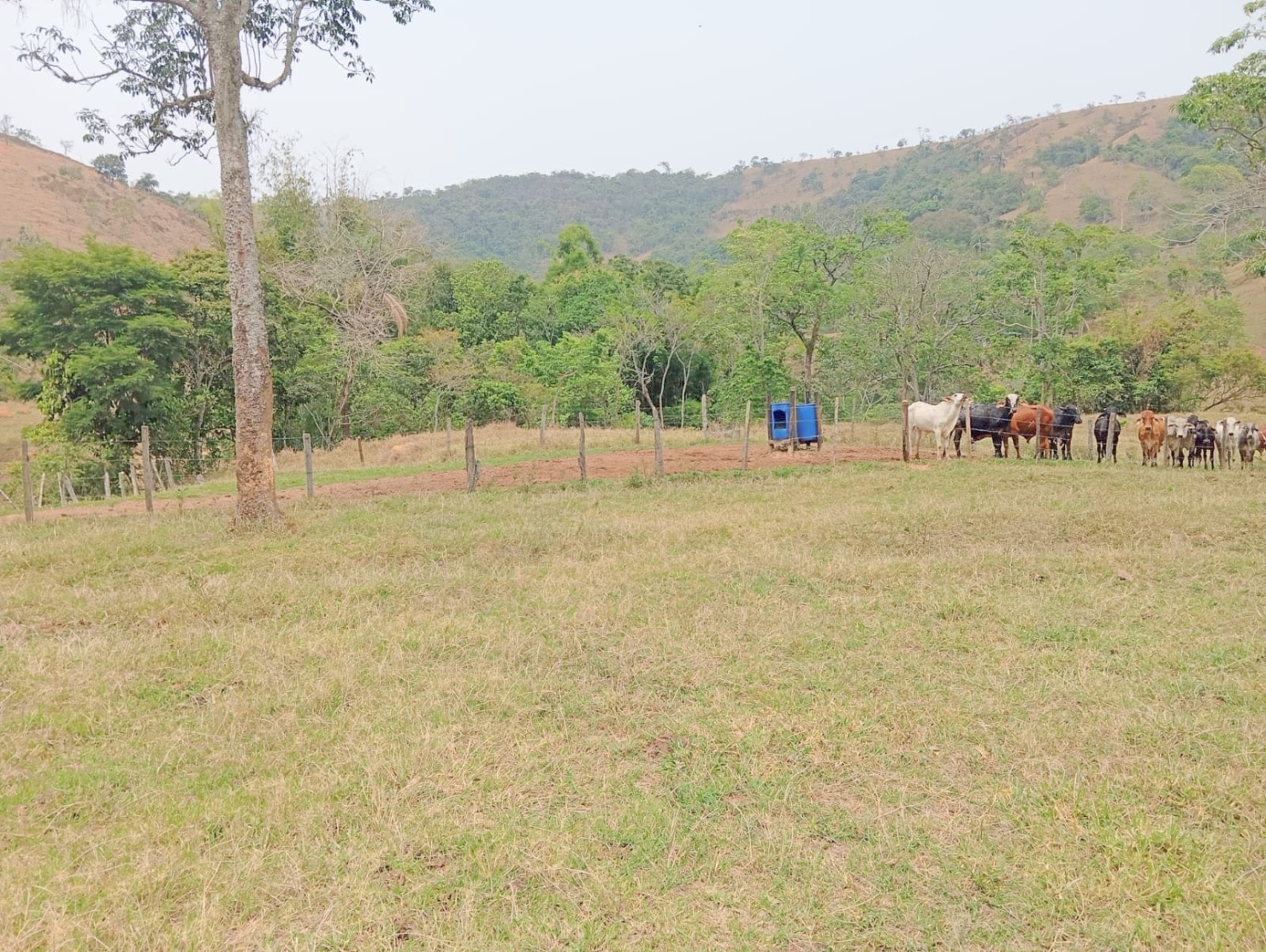 Fazenda-Sítio-Chácara, 135520 hectares - Foto 5