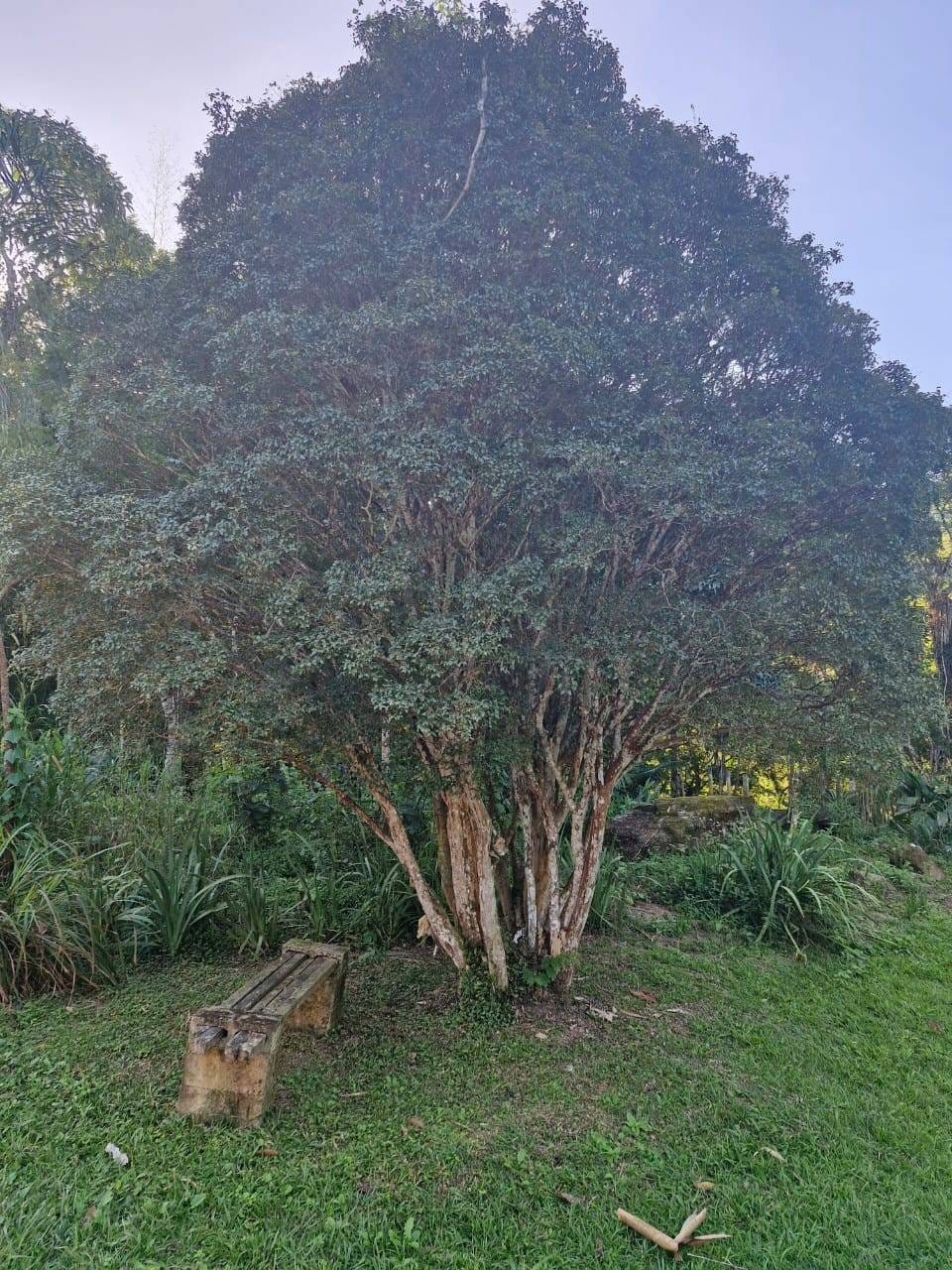 Chácara, 4 quartos, 5 hectares - Foto 1