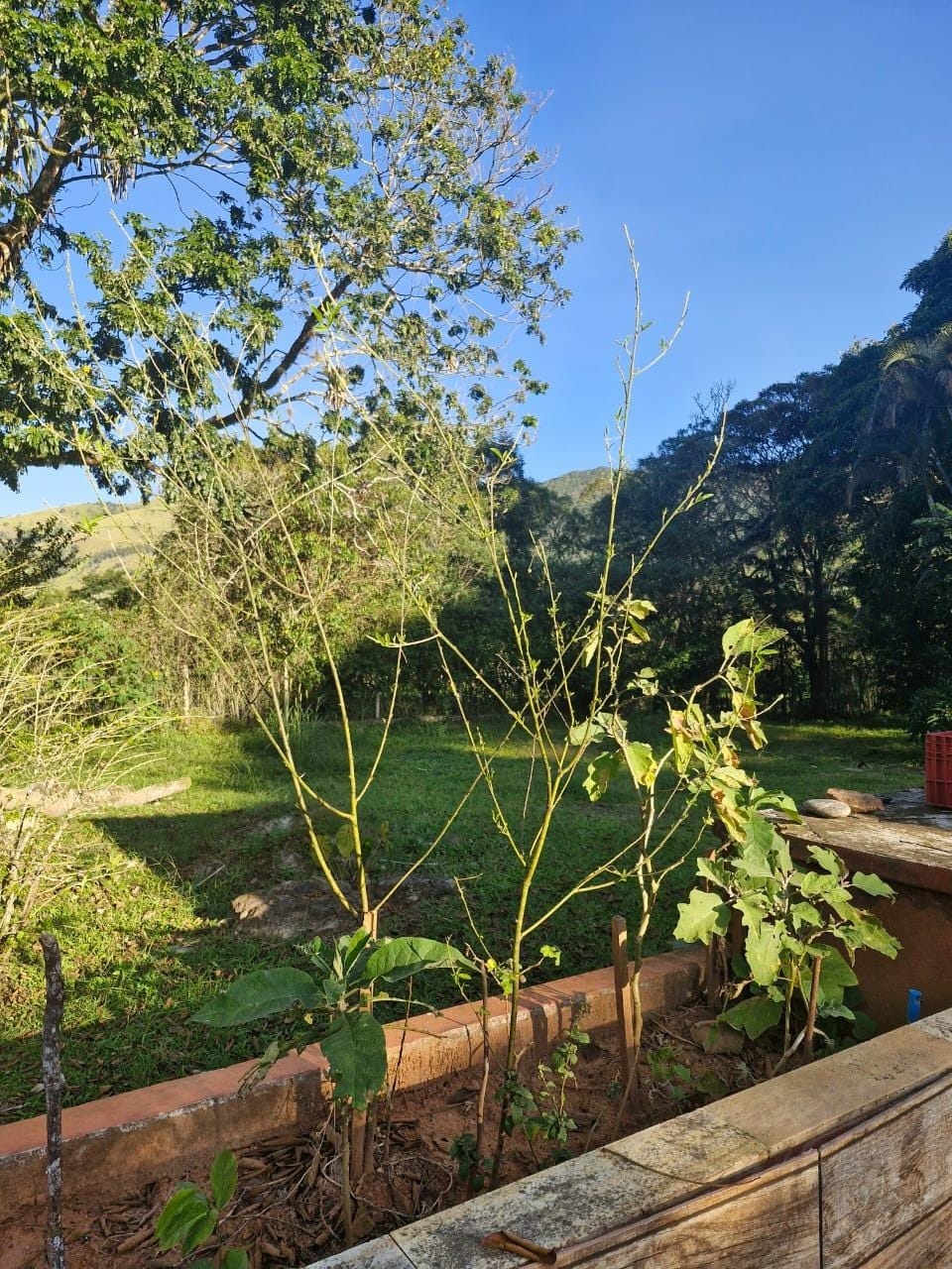 Chácara, 4 quartos, 5 hectares - Foto 13