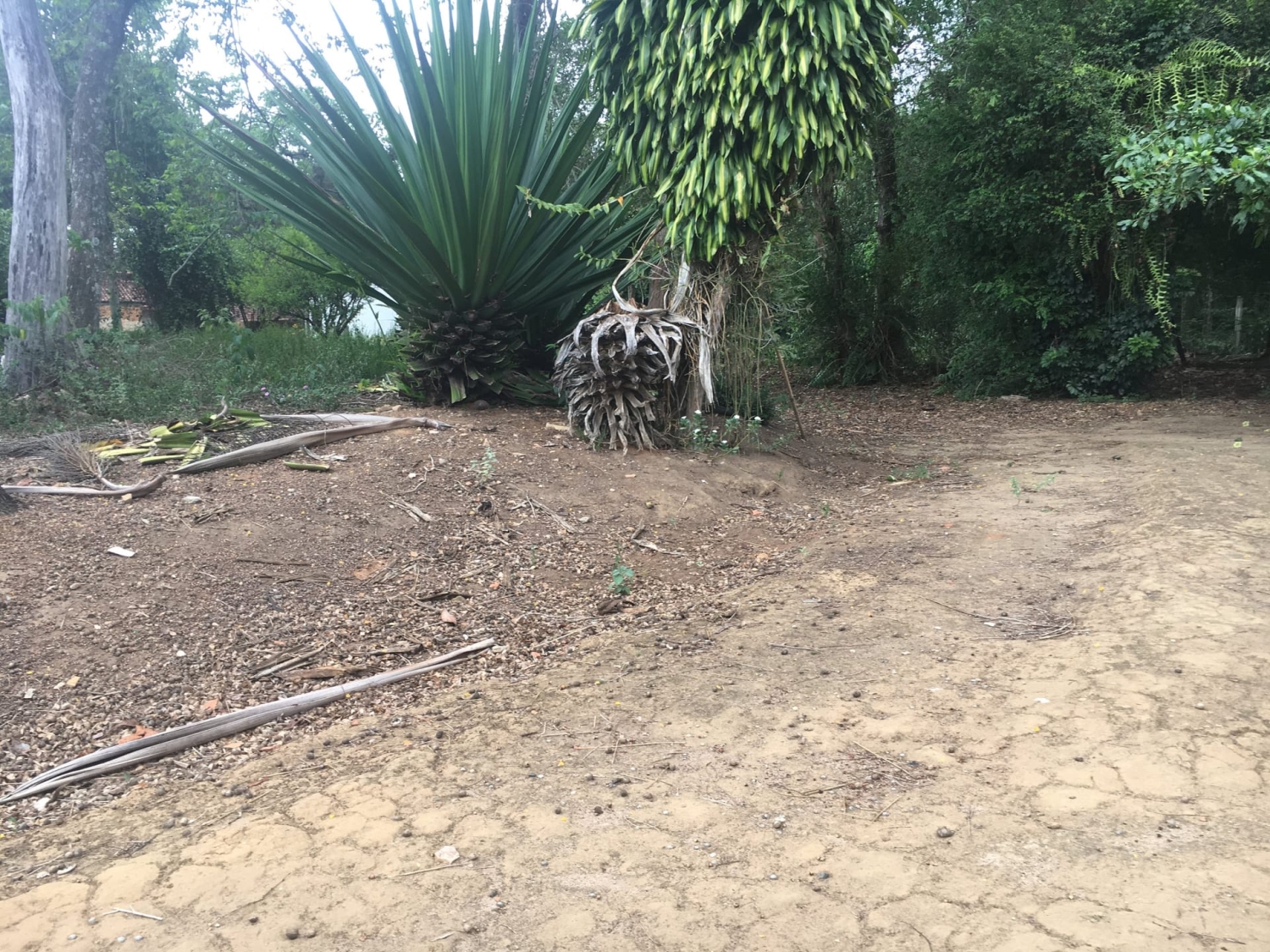 Terreno, 3 hectares - Foto 5