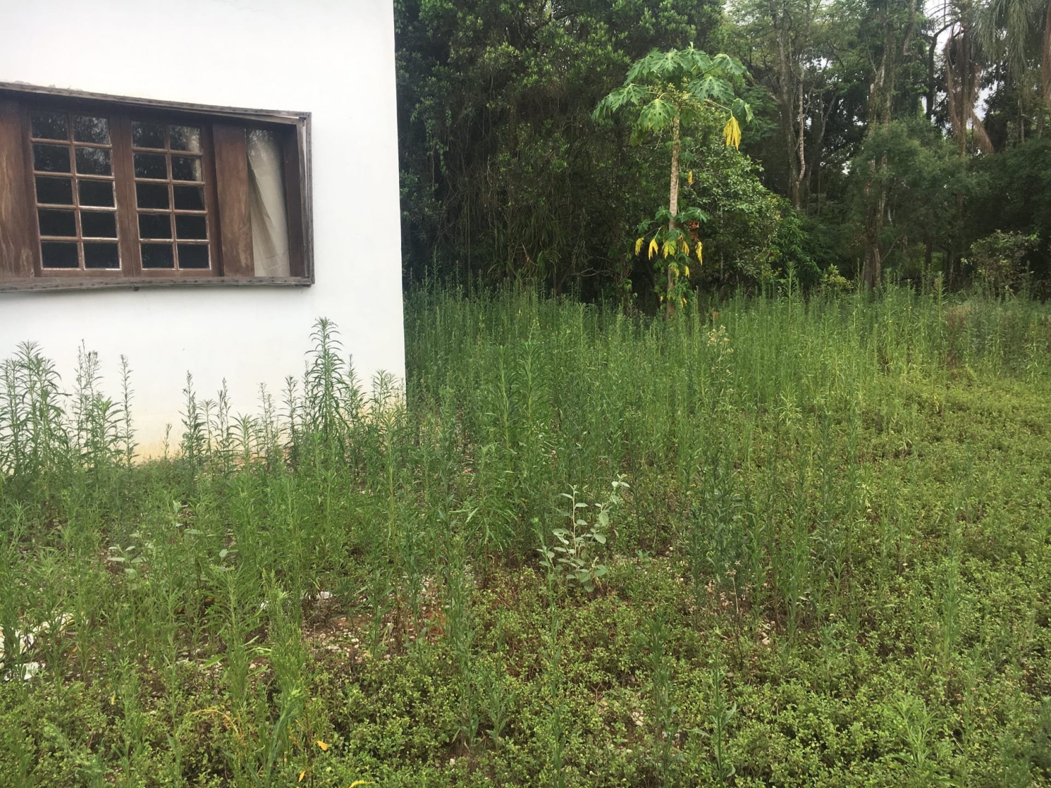 Terreno, 3 hectares - Foto 10