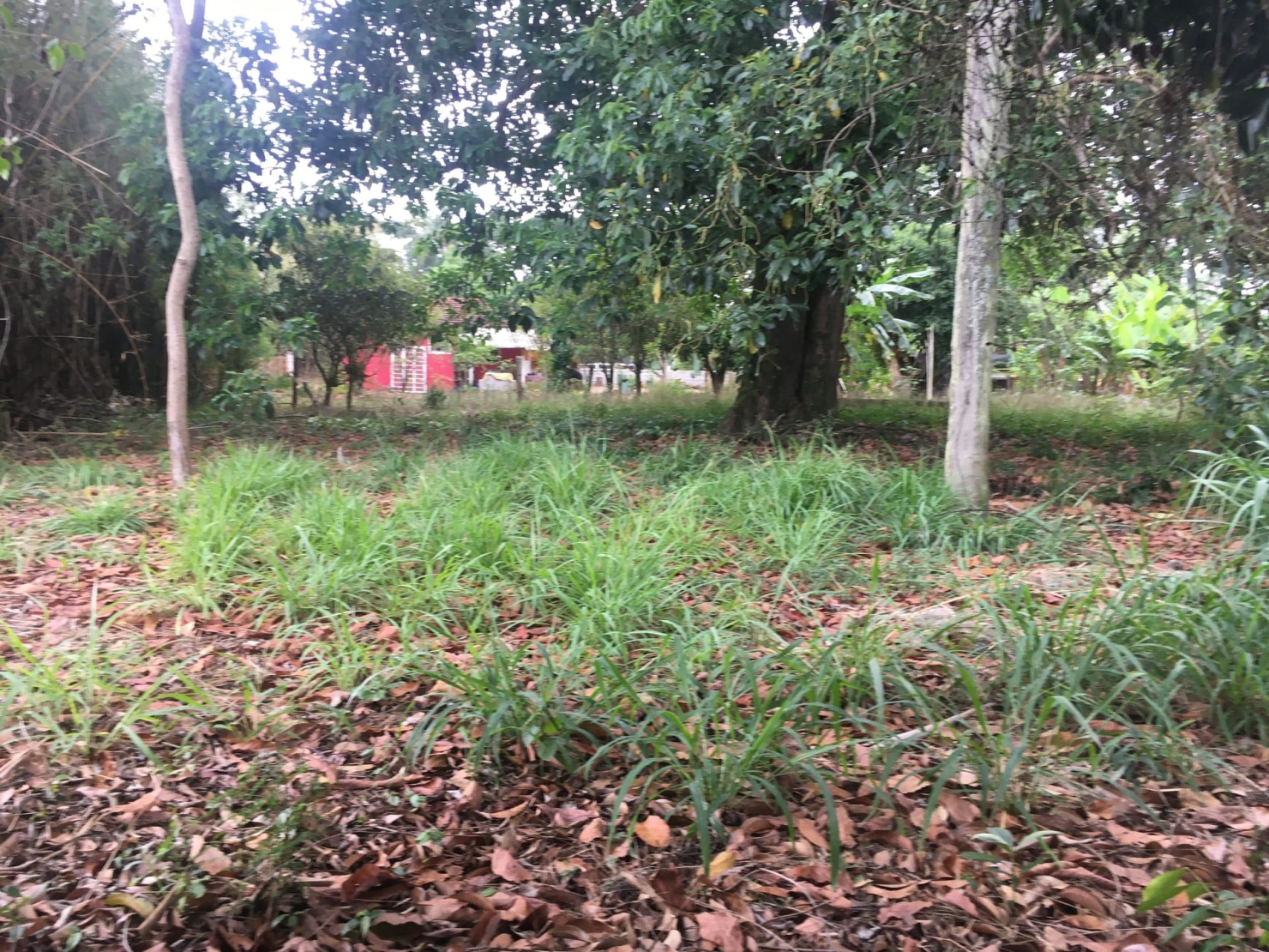 Terreno, 3 hectares - Foto 11