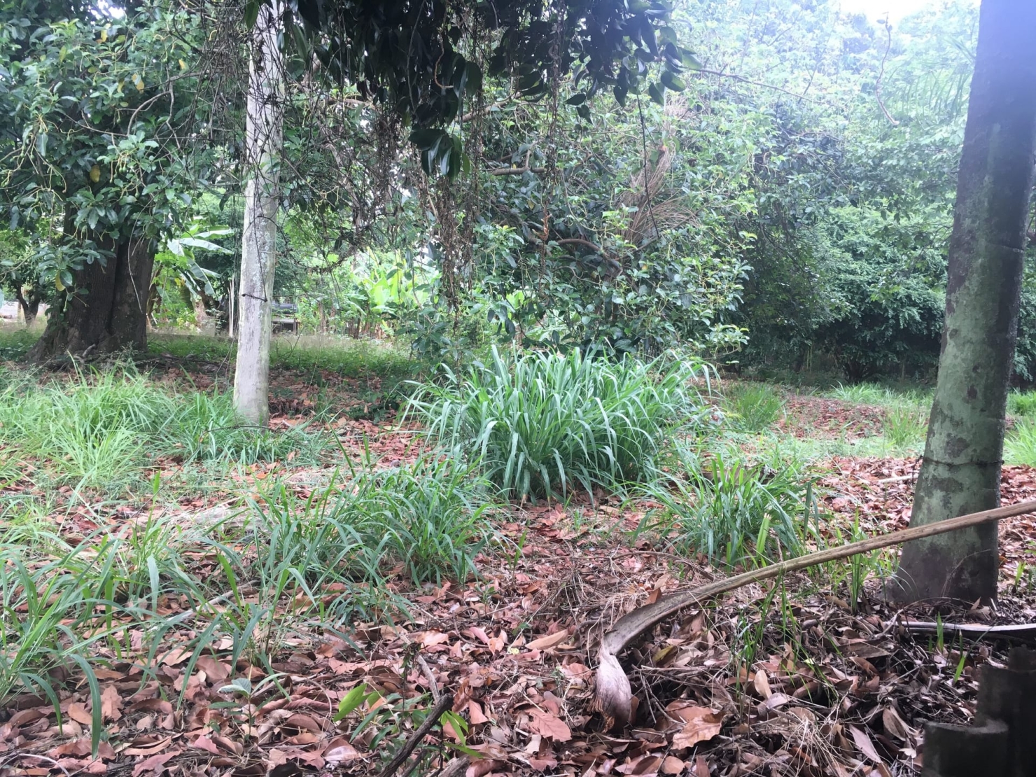 Terreno, 3 hectares - Foto 13