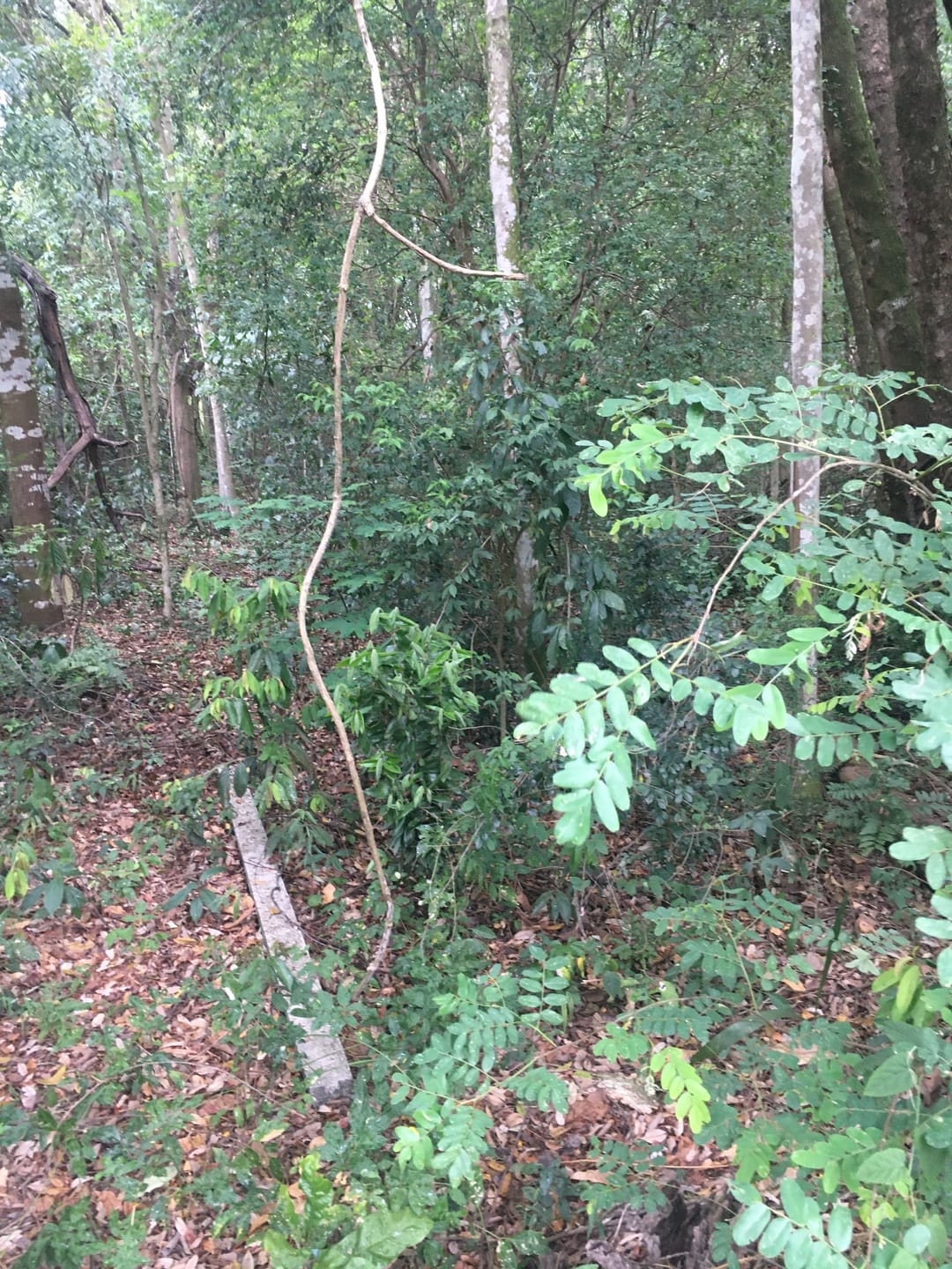 Terreno, 3 hectares - Foto 16