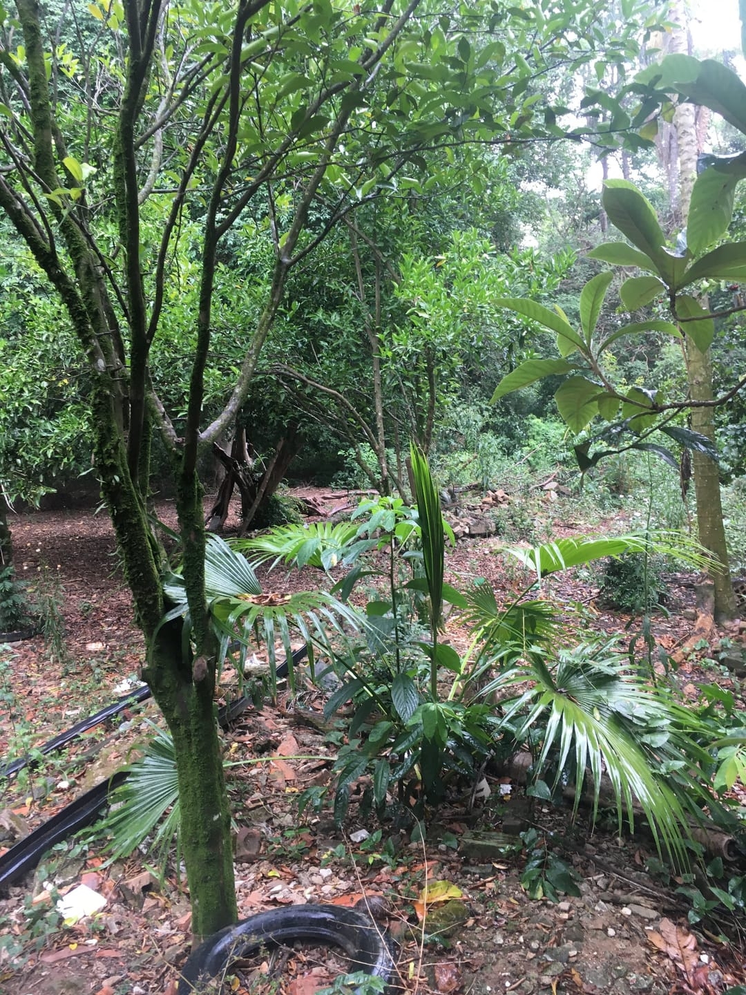 Terreno, 3 hectares - Foto 17