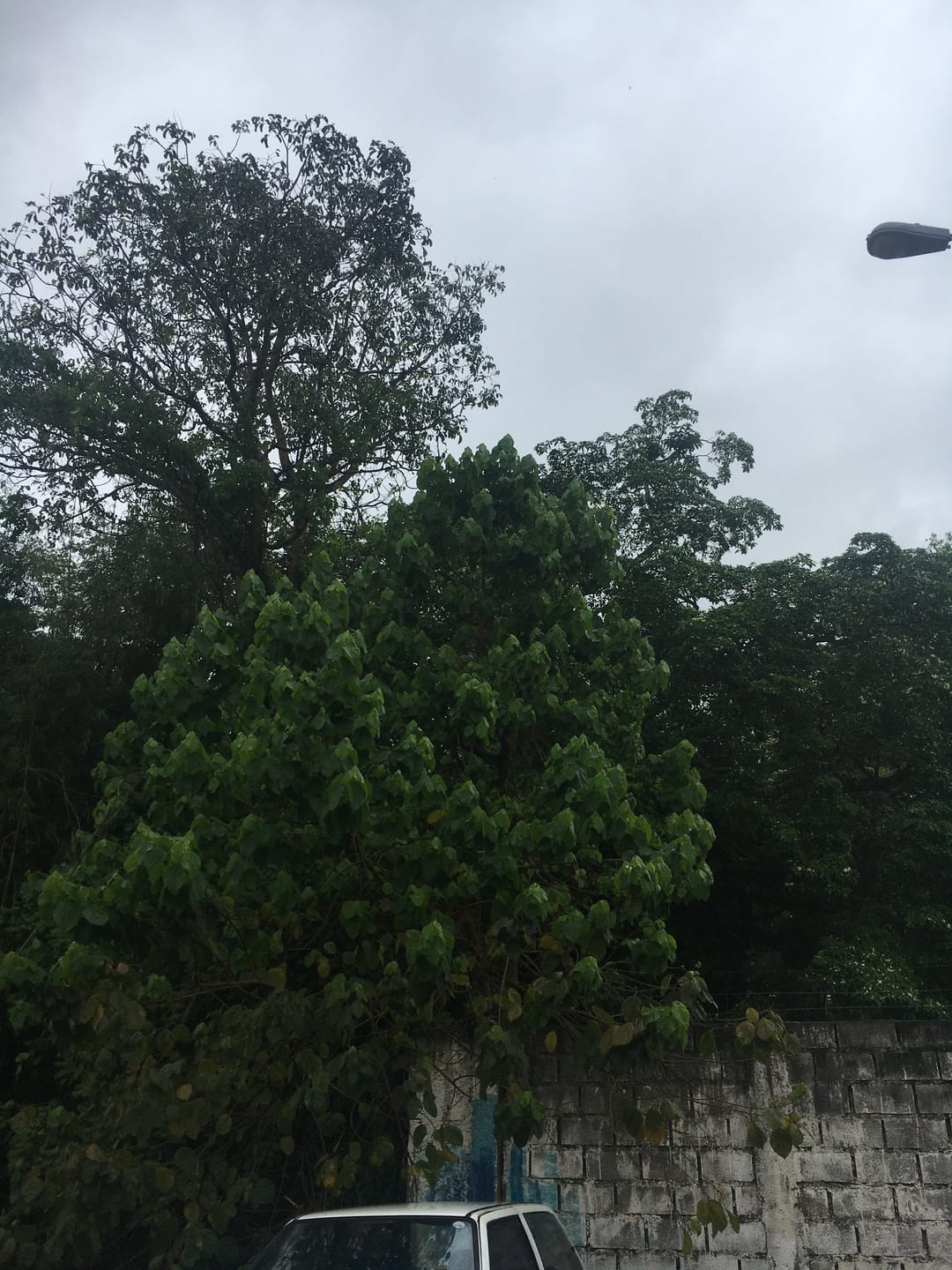 Terreno, 3 hectares - Foto 19