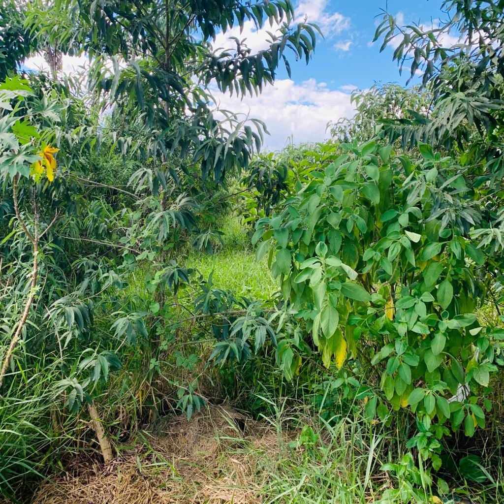 Terreno, 250 m² - Foto 1