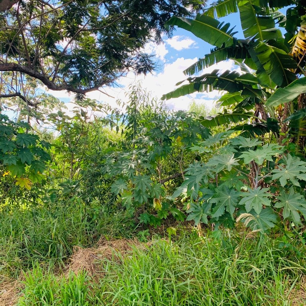 Terreno, 250 m² - Foto 7