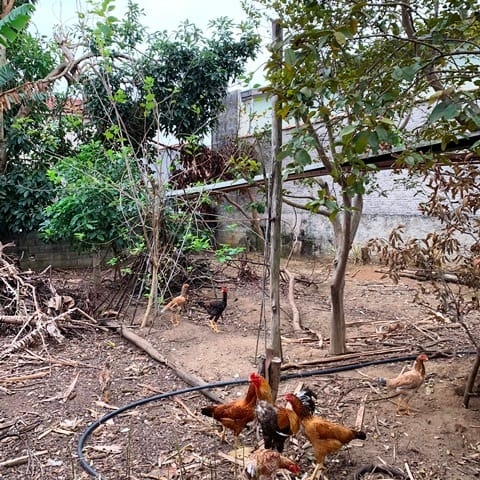 Terreno, 250 m² - Foto 8