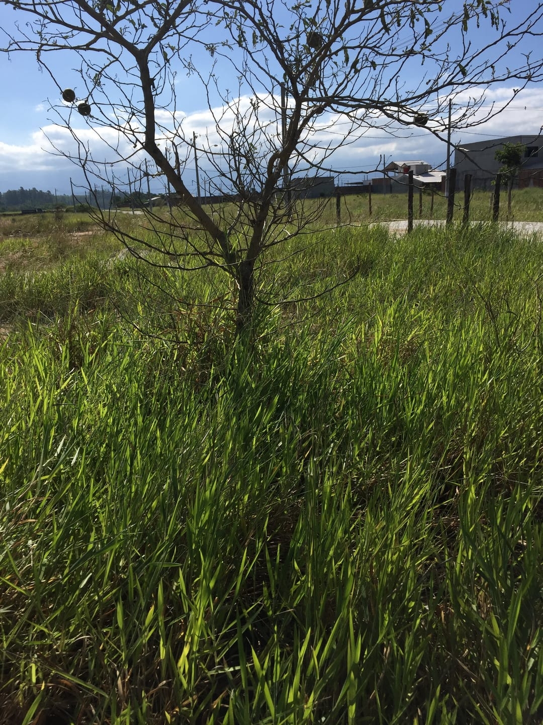 Terreno, 225 m² - Foto 6