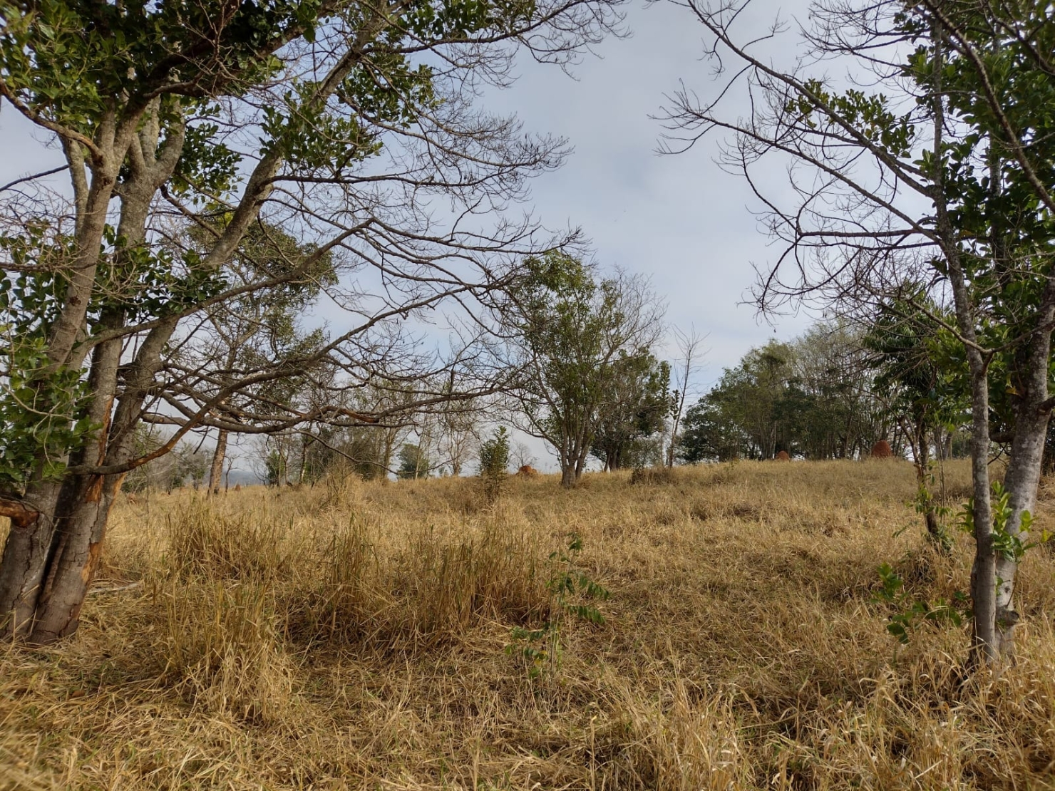 Terreno, 2 hectares - Foto 3