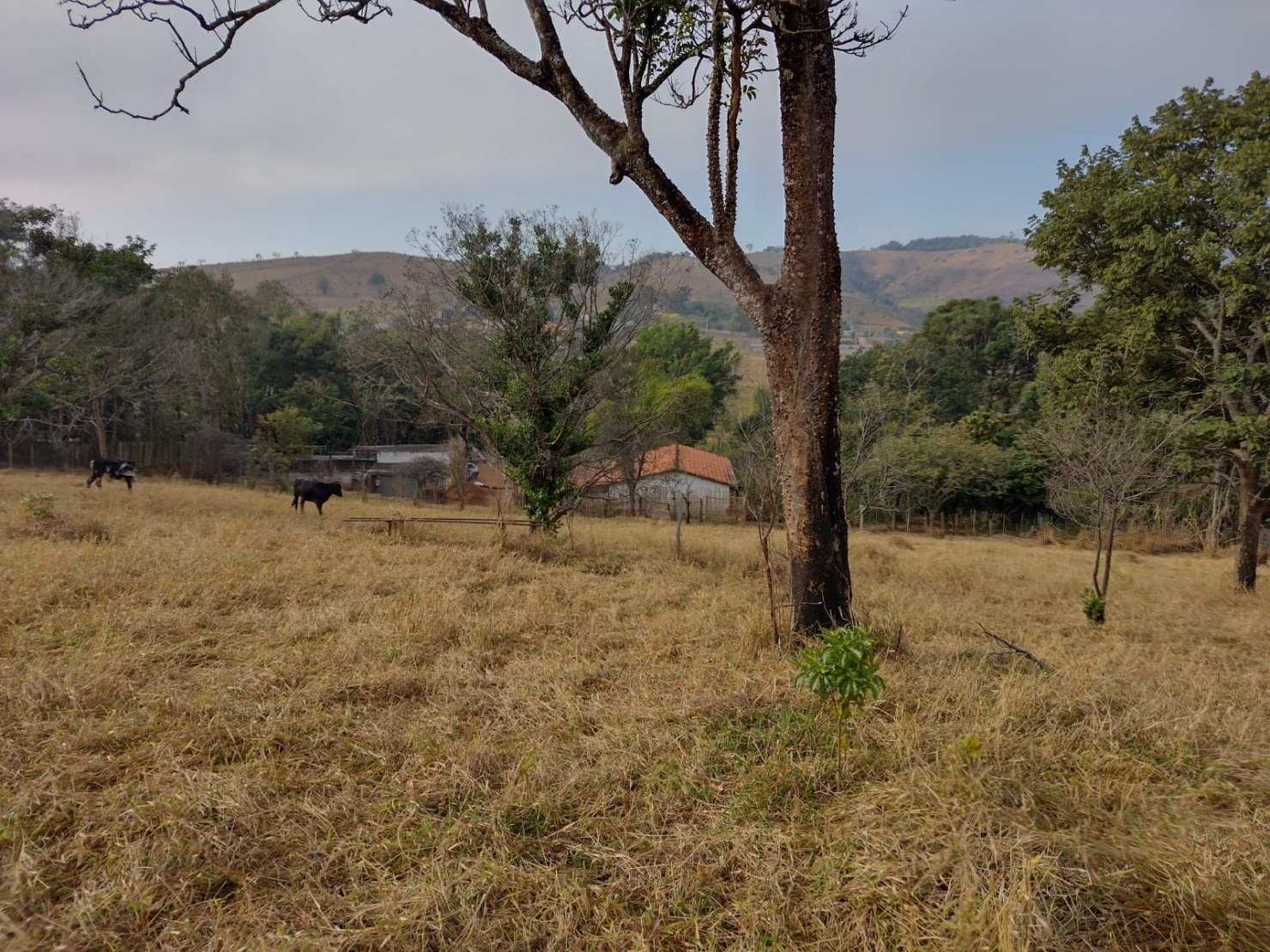 Terreno, 2 hectares - Foto 5