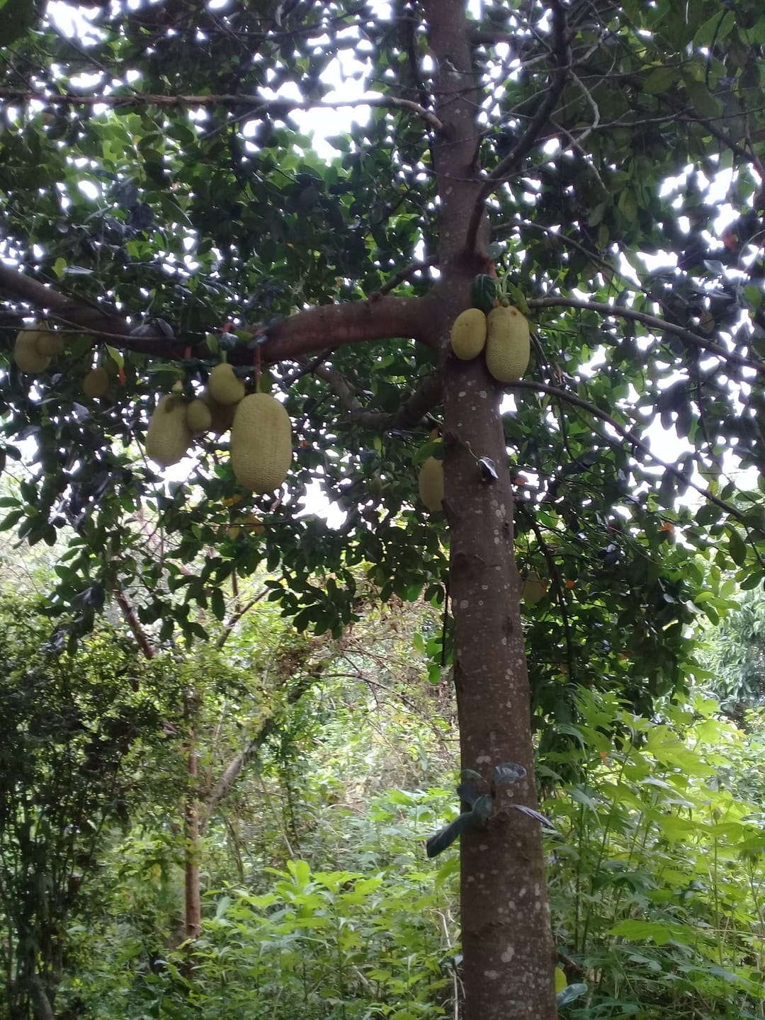 Terreno, 200 m² - Foto 1