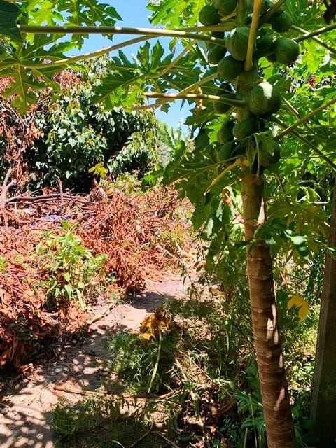 Terreno à venda, 330m² - Foto 1