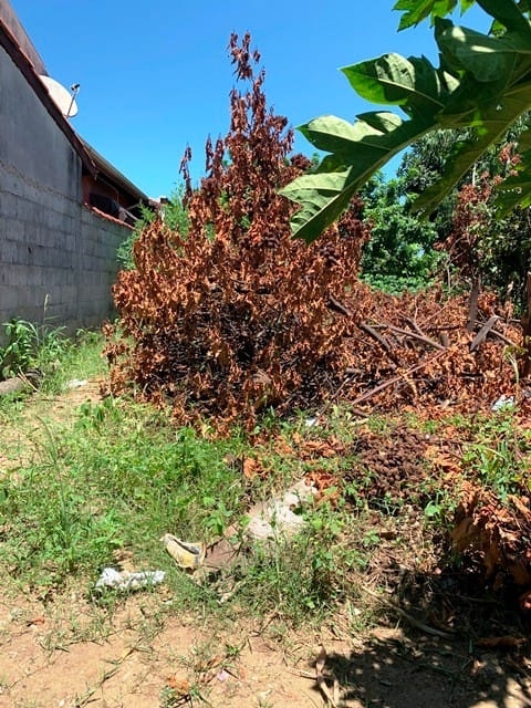 Terreno à venda, 330m² - Foto 2