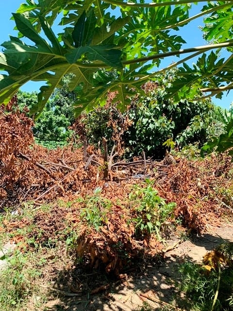 Terreno à venda, 330m² - Foto 4