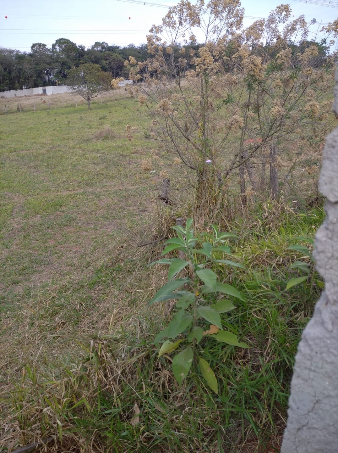Terreno à venda, 5000m² - Foto 5