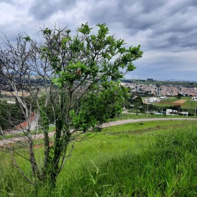 Terreno, 604 m² - Foto 3