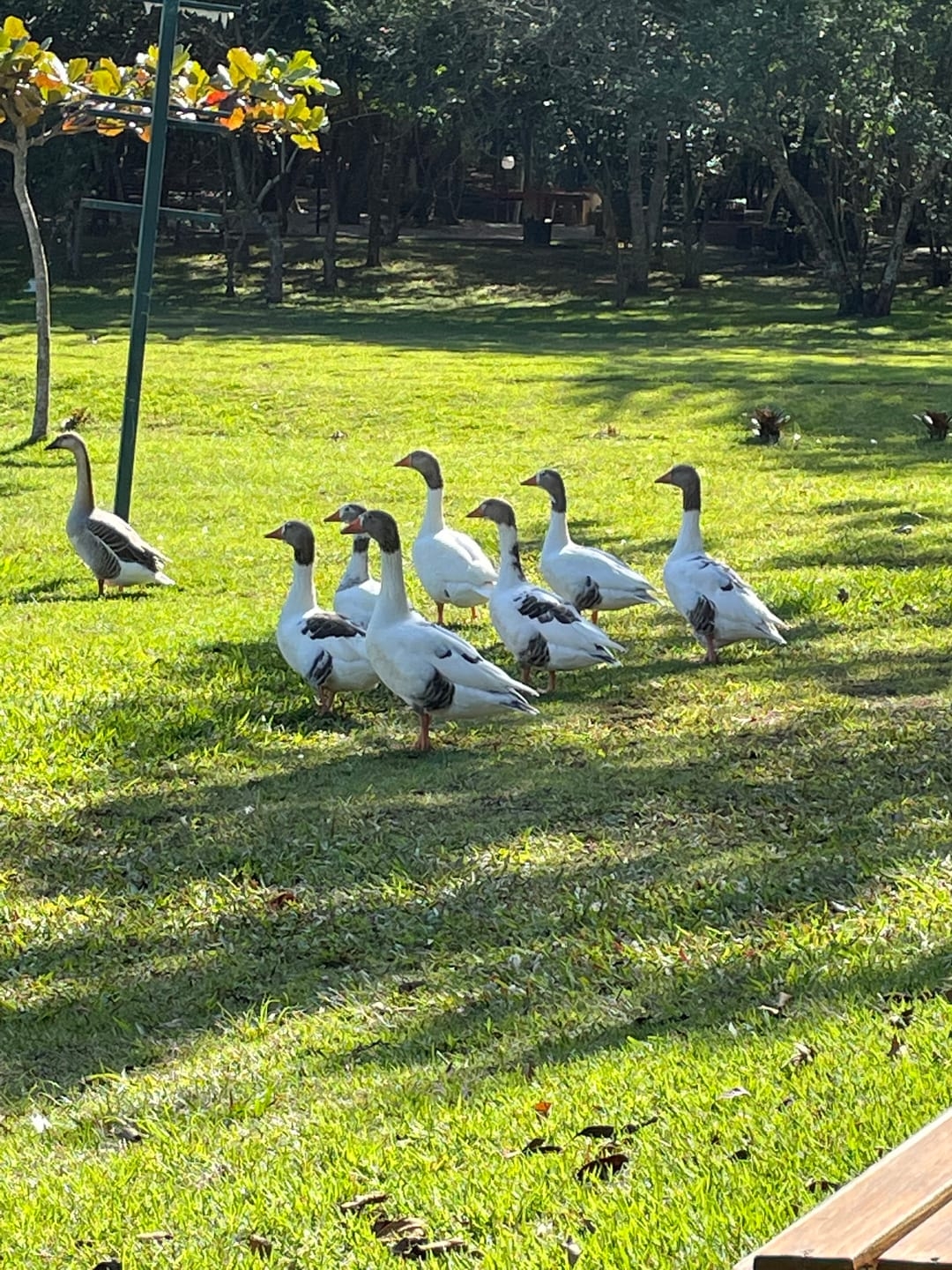 Terreno, 480 m² - Foto 1